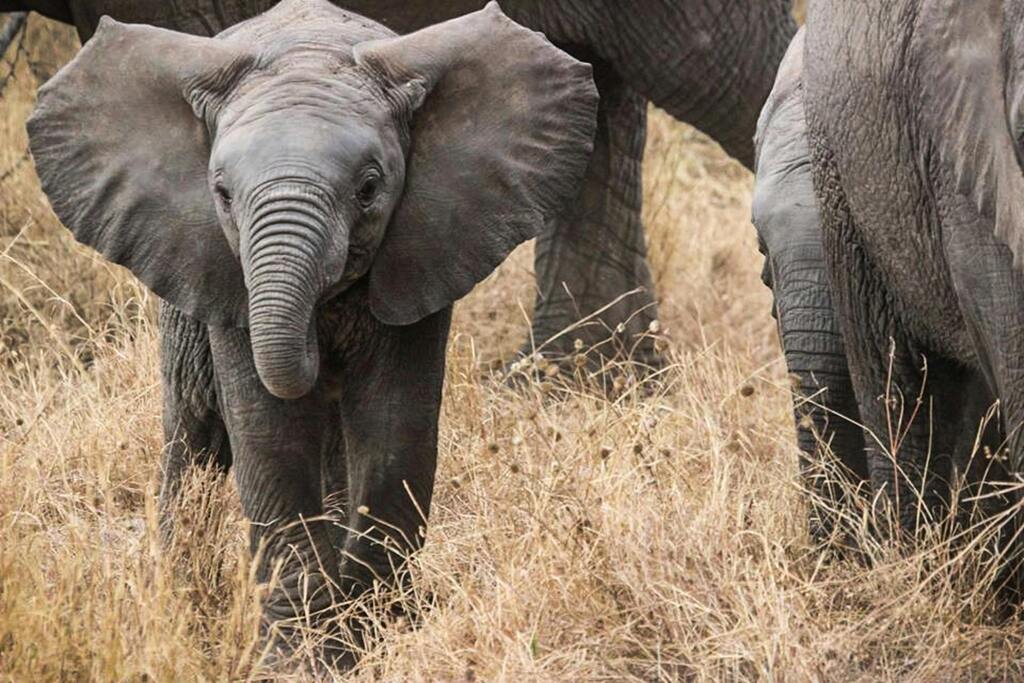 Mole National Park baby elephant looking forward